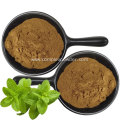 Natural Peppermint Leaves Extract Powder